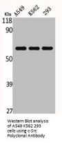 SRC Antibody