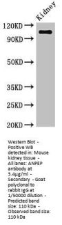 ANPEP Antibody