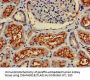 ANPEP Antibody