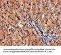 ANPEP Antibody