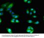 ANPEP Antibody