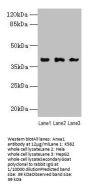 Anxa1 Antibody