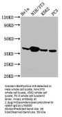 Anxa1 Antibody