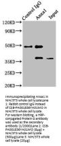 Anxa1 Antibody