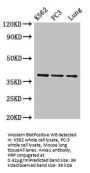 Anxa1 Antibody, HRP conjugated