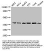 Anxa1 Antibody, Biotin conjugated