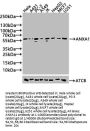 ANXA11 Antibody