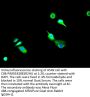 ANXA11 Antibody
