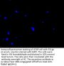 ANXA11 Antibody