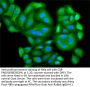 ANXA11 Antibody