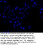 ANXA11 Antibody