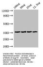 ANXA13 Antibody