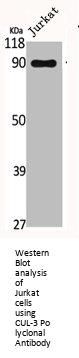 CUL3 Antibody