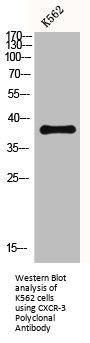 CXCR-3 Polyclonal Antibody
