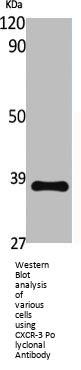 CXCR-3 Polyclonal Antibody