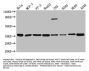 ANXA5 Antibody