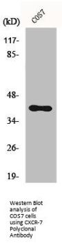 ACKR3 Antibody