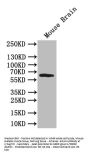 AOAH Antibody