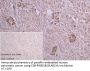 AOAH Antibody