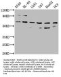 AOAH Antibody