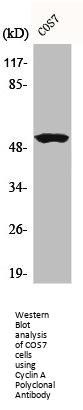 Cyclin A Polyclonal Antibody