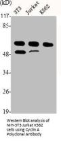 Cyclin A Polyclonal Antibody