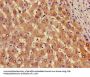 AOX1 Antibody