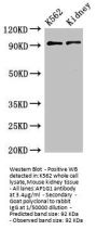 AP1G1 Antibody