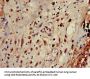 AP1G1 Antibody