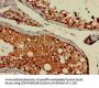 AP1G1 Antibody