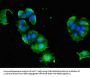 AP1G1 Antibody