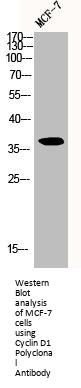 CCND1 Antibody