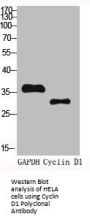 CCND1 Antibody