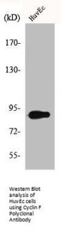 CCNF Antibody