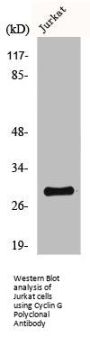 CCNG1 Antibody