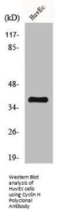 CCNH Antibody