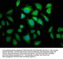 APC2 Antibody