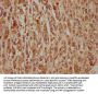 APCS Antibody