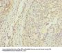 APEX1 Antibody