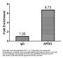 APEX1 Antibody