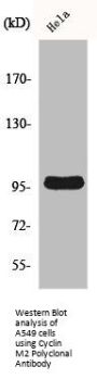 CNNM2 Antibody