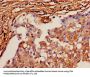 APLN Antibody