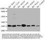 Apoa1 Antibody