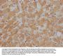 APOC1 Antibody