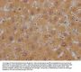 APOC1 Antibody