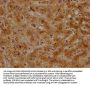 APOC2 Antibody