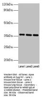Apoe Antibody