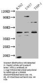APOL1 Antibody