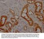 APOM Antibody