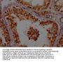 APOO Antibody